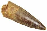 Fossil Spinosaurus Tooth - Real Fossil Tooth #372924-1